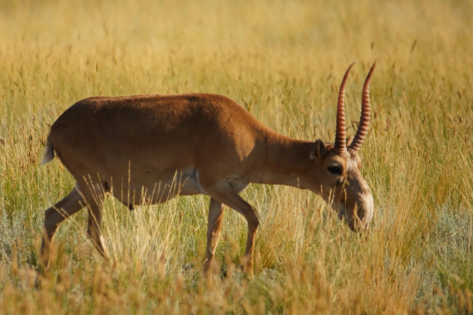 1500 тенге за килограмм стоит мясо сайги в ЗКО